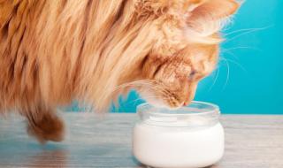 小猫可以喝酸奶吗 猫能不能喝酸奶